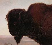 Buffalo Head Bierstadt